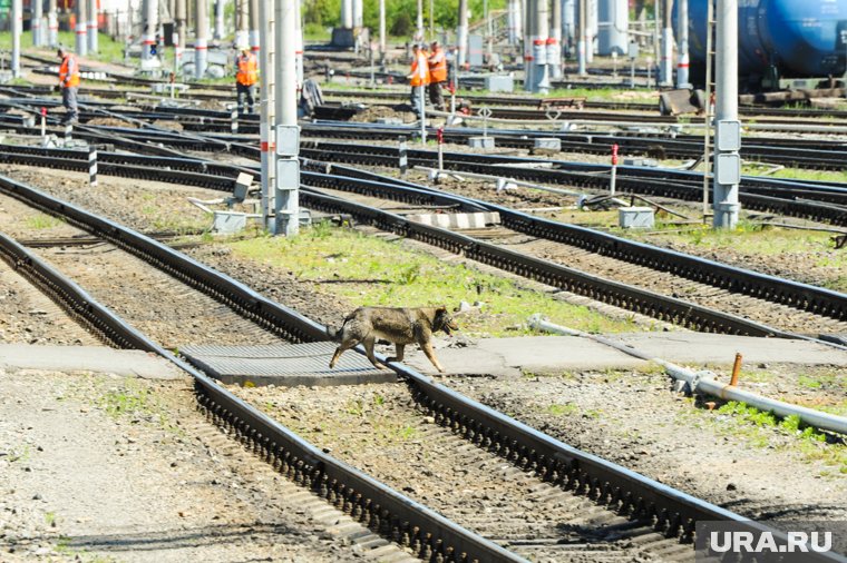 В Брянской области снова подорвали ж/д пути, передает РЕН ТВ