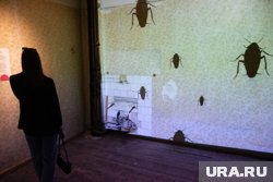 В курганском лицее нашествие тараканов, проводят повторную дезинсекцию