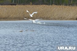 Ученые нашли в бассейне реки Индигирка шесть гнезд стерхов и изъяли оттуда по одному яйцу 
