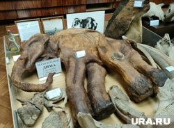 Мумия мамонтенка Димы, найденная на Колыме