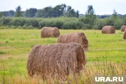 В районе Чернобыльской АЭС могут начать выращивать сельхозпродукцию