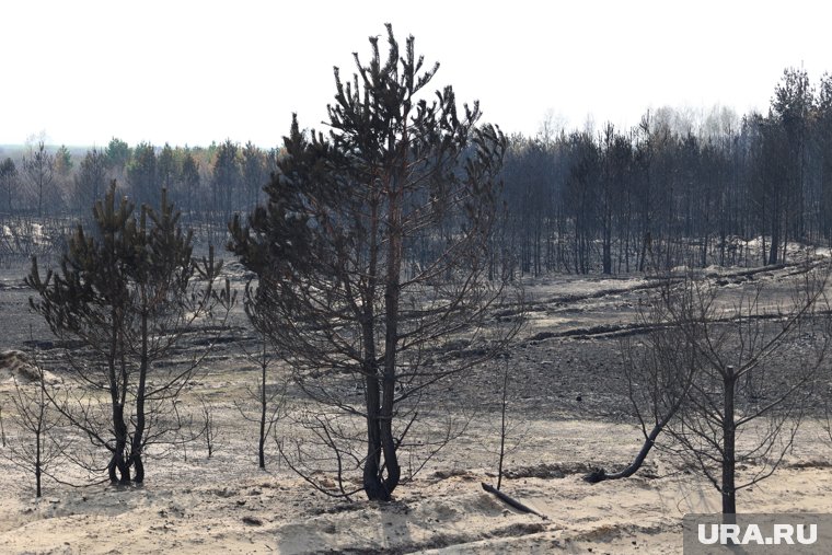 В Курганской области пожароопасный сезон начнется в мае