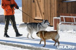 Владельцев напавших на людей животных хотят сажать на срок вплоть до трех лет