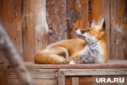 Снимки с лисой в нацпарке вызывают большой резонанс в соцсетях