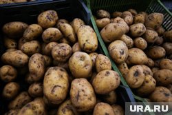 Урожай картофеля в Тюменской области стабильно высокий на протяжении нескольких последних лет