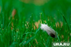 В Кургане увидели краснокнижную птицу
