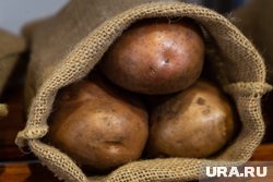 Картошку весом более килограмма вырастили в Половинском округе Курганской области