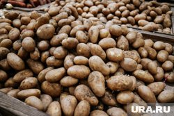 В Тюменской области собрали 392 тонны картофеля