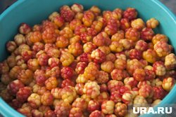 Цены на морошку в Салехарде пошли на спад 