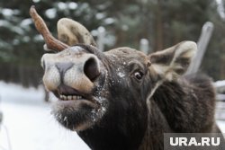 На тюменской трассе сбили лося: животное погибло, водитель травмирован