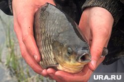На берегу удалось поймать карасей