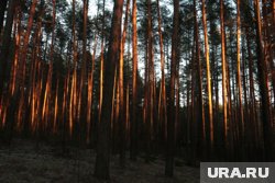 В Черняевском лесу появится комната матери и ребенка