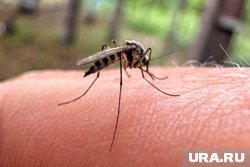 Курганцы борются с комарами