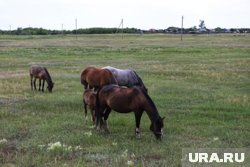 Курганский заводчик маралов расширил свою ферму при помощи лошадей