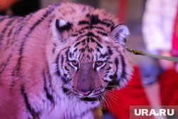 В Приморье в багажнике авто обнаружили останки тигра, прокуратура взяла дело на контроль