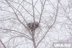 Ямальские кречеты занимают гнезда воронов (архивное фото)