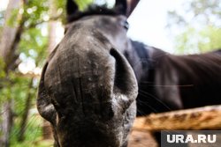 В Кургане выселяют конный клуб из-за жилой застройки возле озера Черное