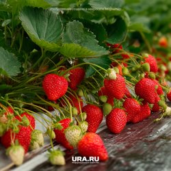 Нематода может выжидать в земле десять лет