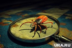 В России более 309 тысяч человек пожаловались на укусы клещей