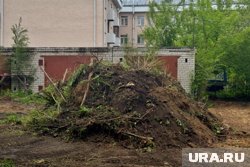 На Гоголя, 37А срубили деревья