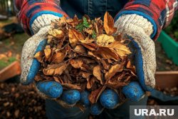 Для удобрения почвы чаще всего используют листья березы