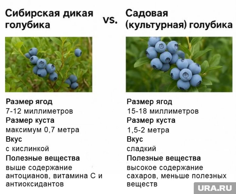 Несмотря на размер ягод у сибирской голубики вкус ярче и концентрация полезных веществ выше