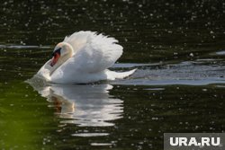 Вместо лебедей в перечень для отстрела хотят включить бакланов