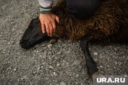 Жертвоприношение животных является неотъемлемой частью праздника