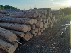 Курганская предпринимательница отправила в Афганистан незаконную древесину