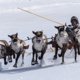 В ЯНАО объявлены даты празднования Дня оленевода