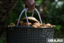 Многие отмечают, что и самих грибов в этом году нет 