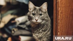Как отучить кошку лезть куда не попадя
