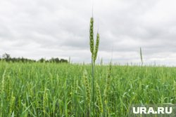 Агрохолдинг сохранит деньги, которые с него требовали за охрану полей совхоза «Береговой»