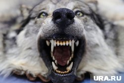 «Зеленые» считают, что департамент охоты региона провалил миссию по регулированию количества хищников