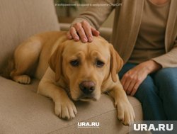 Дом - не самое безопасное место для собак и кошек