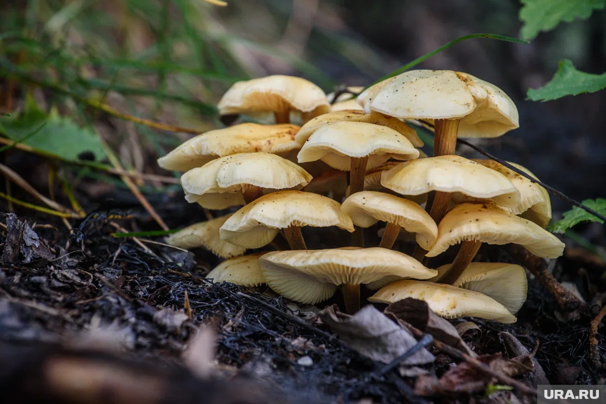 Лето и осень 2025-го выдались щедрыми на урожай