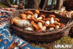 Во время сезона подосиновиков их можно вывозить из леса ведрами