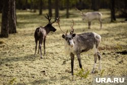 Оленеводы сдают на мясо больше оленей, чем планировалось