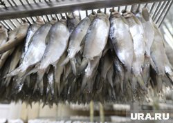 Пелядь не клюет на обычные наживки, наловить ее можно только промышленным способом