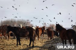 Лошади не смогли пересечь казахстансткую границу