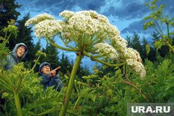 Борщевик обладает мощной корневой системой