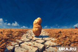Чтобы сохранить урожай, картофель нужно правильно хранить