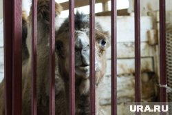 Большую часть времени цирковые животные проводят в тесных клетках