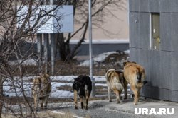 Стая животных напала на детей на улице Клименко