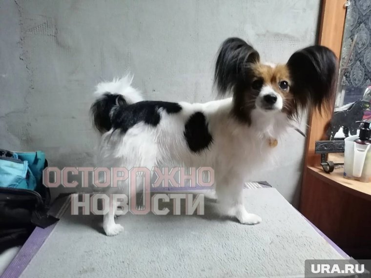 Фото пропавшей собаки