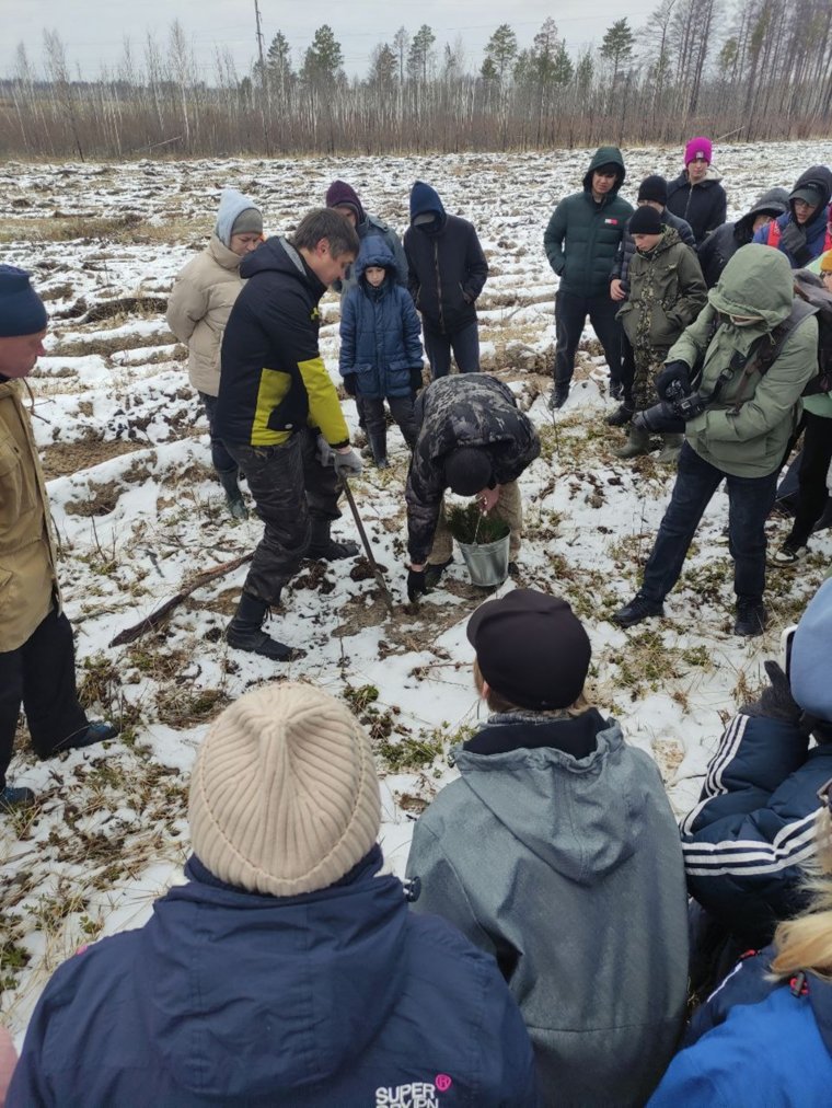В Каргапольском округе высадили 14 тысяч сосен на месте пожара