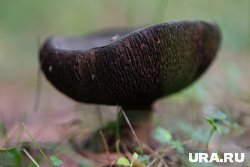 Штраф для физического лица может составлять от 500 до 1000 рублей, заявила Степанова
