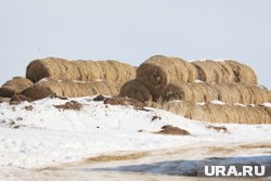 На курганской границе остановили партию сена