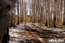 Чага растет на стволах деревьев и может созревать до 30 лет