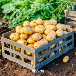 Следуя всем правилам, получится без проблем собрать огромный урожай картофеля